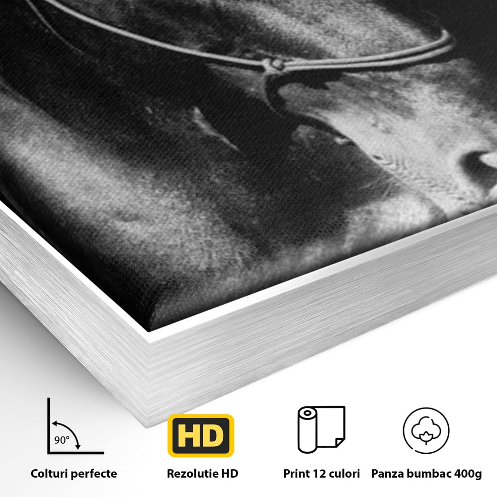 Detaliu al suprafetei: tablou canvas cu un cal negru, in rama de aluminiu argintiu